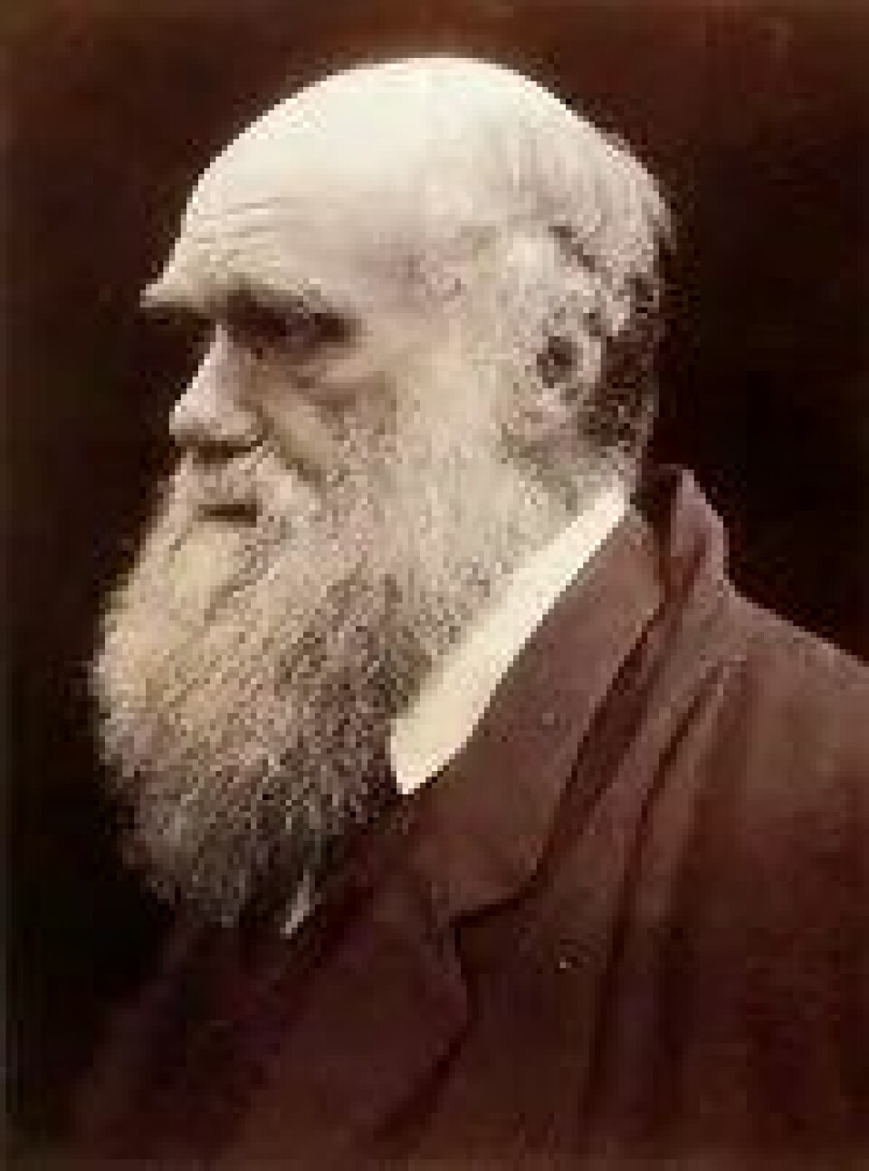 Charles Darwin (1809–1882), fotografert av Julia Margaret Cameron i 1868. (Kilde: Wikimedia commons)