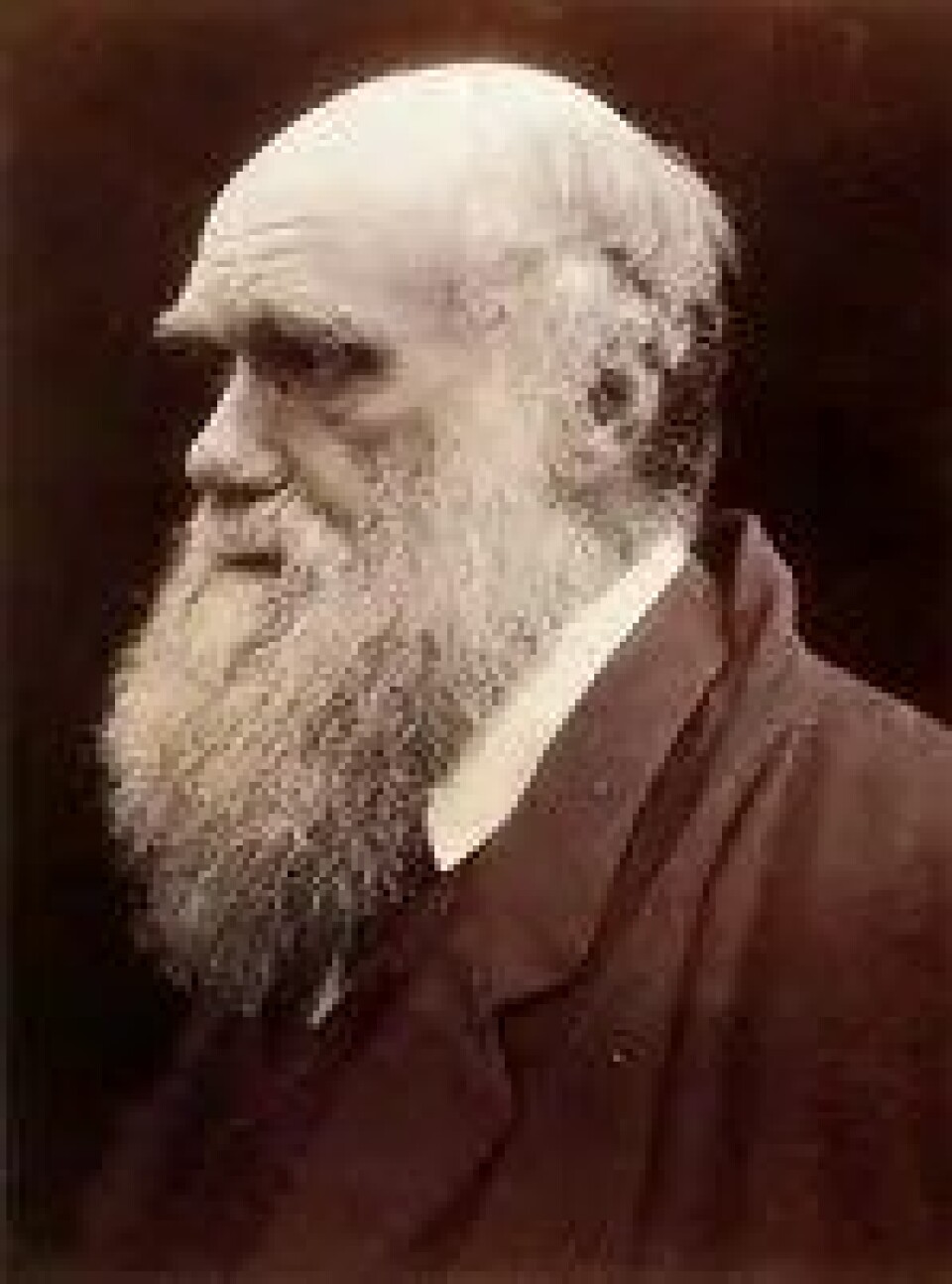 Charles Darwin (1809–1882), fotografert av Julia Margaret Cameron i 1868. (Kilde: Wikimedia commons) Charles Darwin (1809–1882), fotografert av Julia Margaret Cameron i 1868. (Kilde: Wikimedia commons)