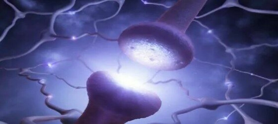 Visualisering av synapser, der signaler overføres mellom to hjerneceller. (Illustrasjon: iStock)