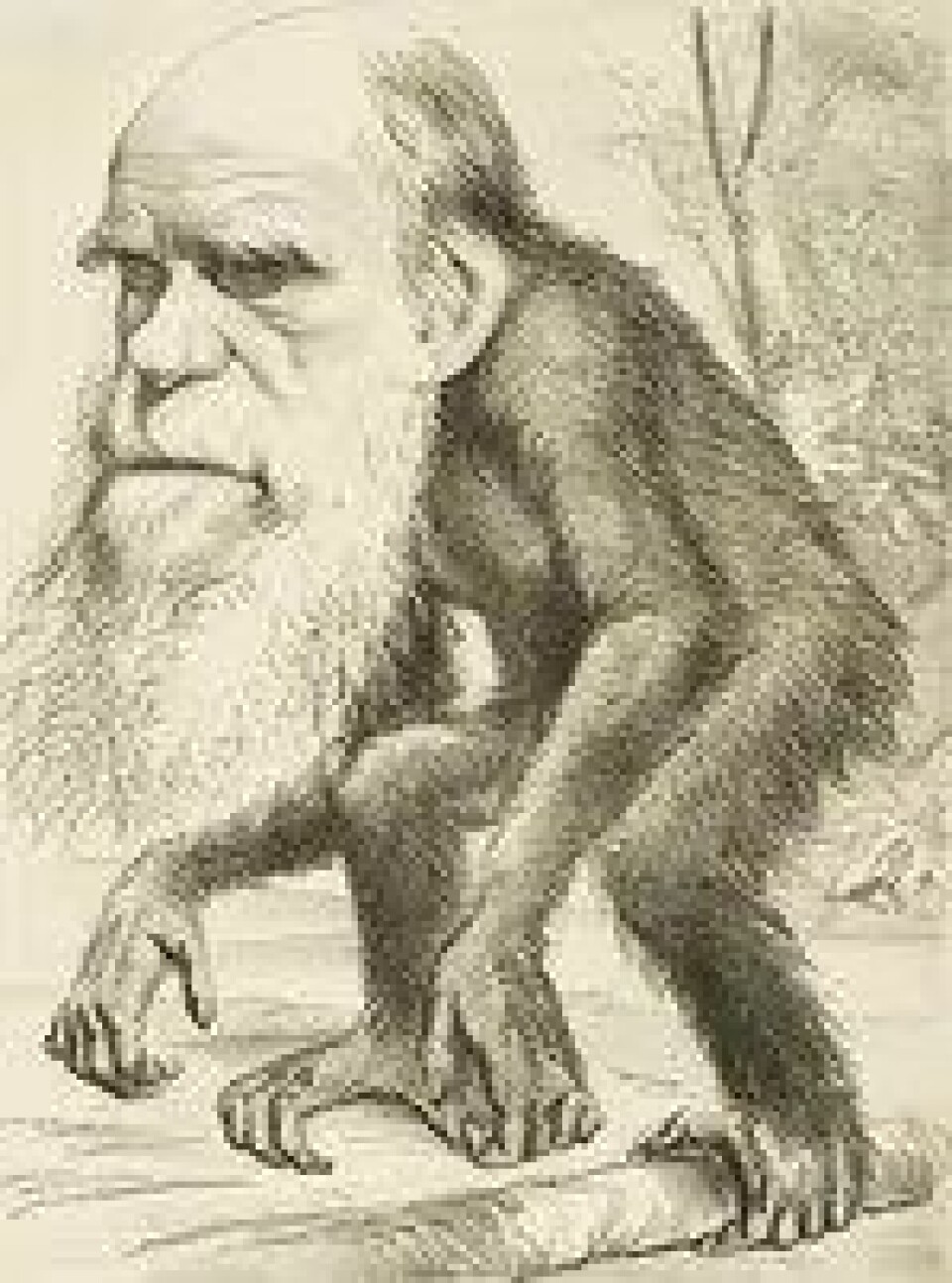 Gammel karikatur av Darwin