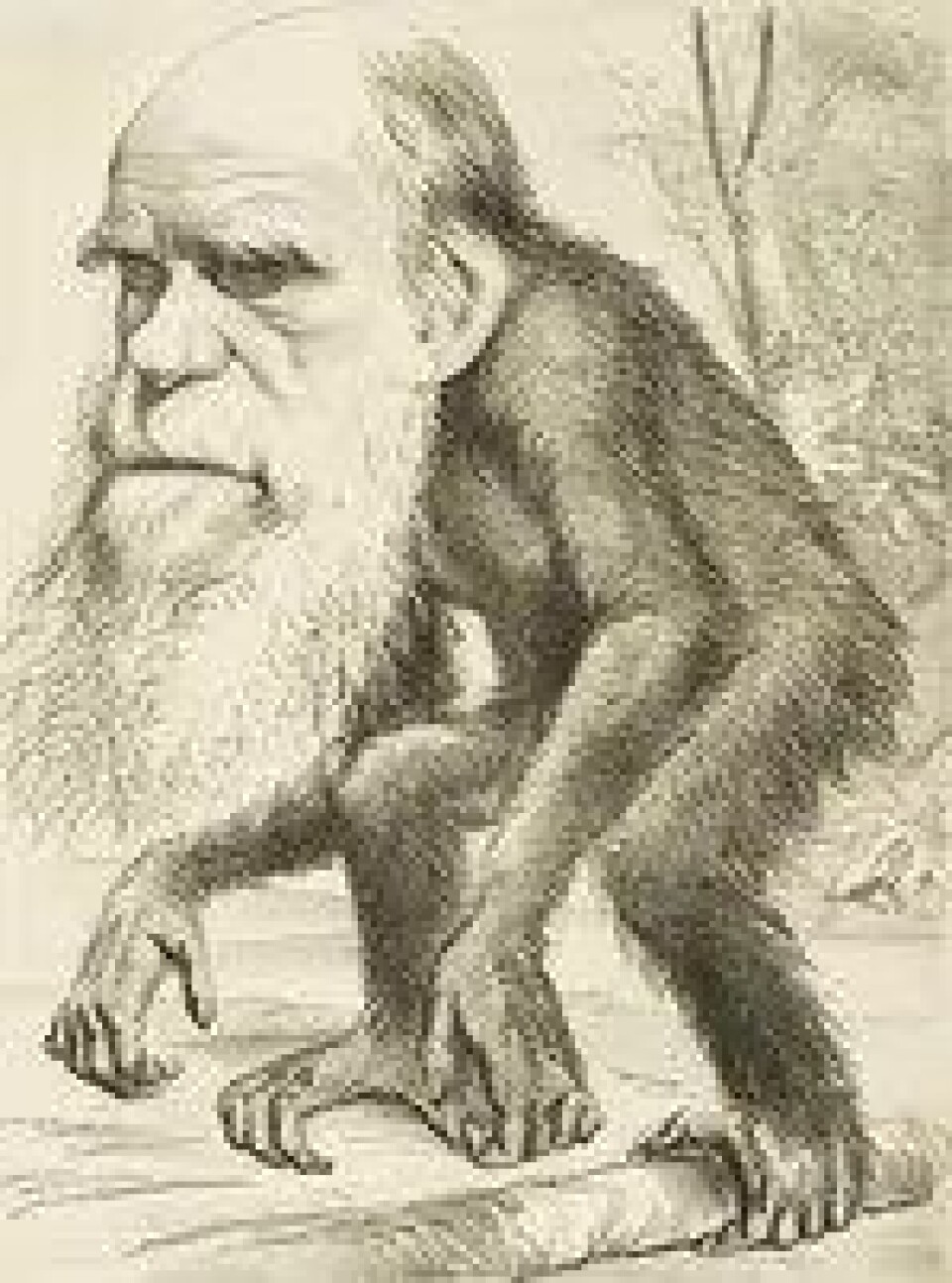Gammel karikatur av Darwin Gammel karikatur av Darwin