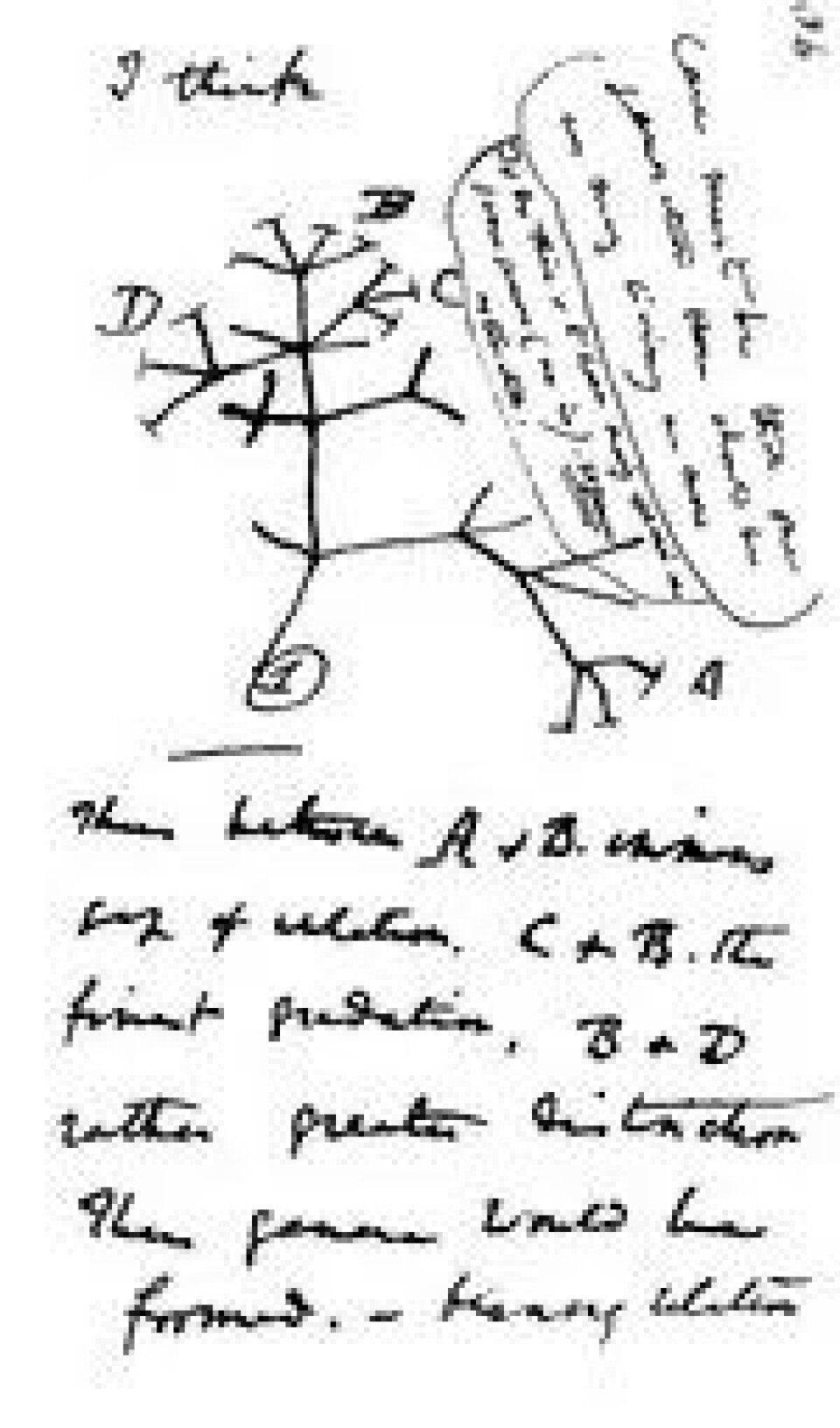 Darwin teikna sitt første evolusjonstre i midten av juli 1827. (Kjelde: Wikimedia commons) Darwin teikna sitt første evolusjonstre i midten av juli 1827. (Kjelde: Wikimedia commons)