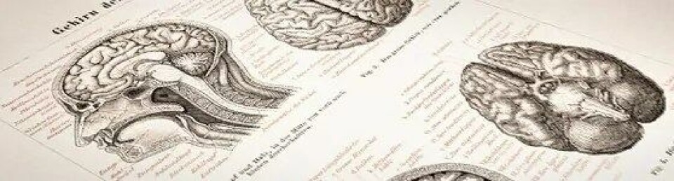 Utsnitt fra Meyers Konversations-Lexikon (1878). (Foto: iStock)
Torsdag 8. desember inviterte Arr – idéhistorisk tidsskrift til seminar om hjernen. I Bergen var «hjernekart» temaet for et vitenskapsteoretisk seminar uken etter – og i Trondheim er filosofer, historikere og medievitere i sving med forskningsprosjektet Picturing the Brain. Hva kan humanister egentlig fortelle oss om hjernen? Utsnitt fra Meyers Konversations-Lexikon (1878). (Foto: iStock)
Torsdag 8. desember inviterte Arr – idéhistorisk tidsskrift til seminar om hjernen. I Bergen var «hjernekart» temaet for et vitenskapsteoretisk seminar uken etter – og i Trondheim er filosofer, historikere og medievitere i sving med forskningsprosjektet Picturing the Brain. Hva kan humanister egentlig fortelle oss om hjernen?