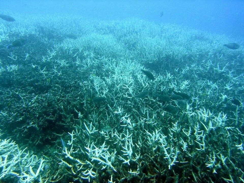 Bleket korallrev (Acropora sp.) ved Heron Island, Det store barriererevet. (Kilde: Wikimedia Commons)
