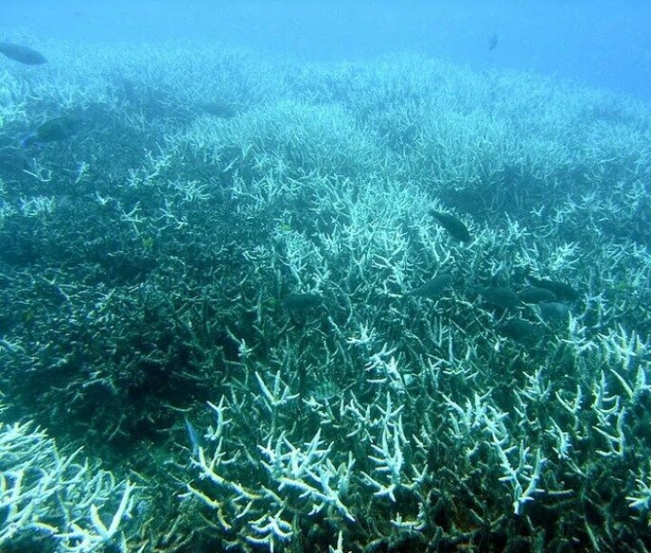 Bleket korallrev (Acropora sp.) ved Heron Island, Det store barriererevet. (Kilde: Wikimedia Commons)