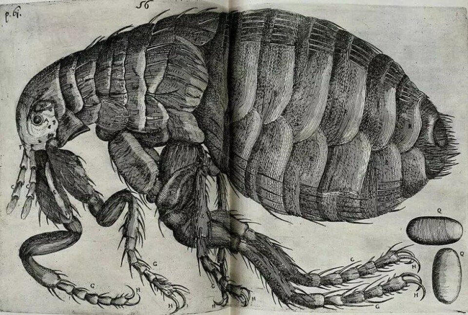 Obseruationes circa viuentia, 1691 (Kilde: Wikimedia commons) Obseruationes circa viuentia, 1691 (Kilde: Wikimedia commons)