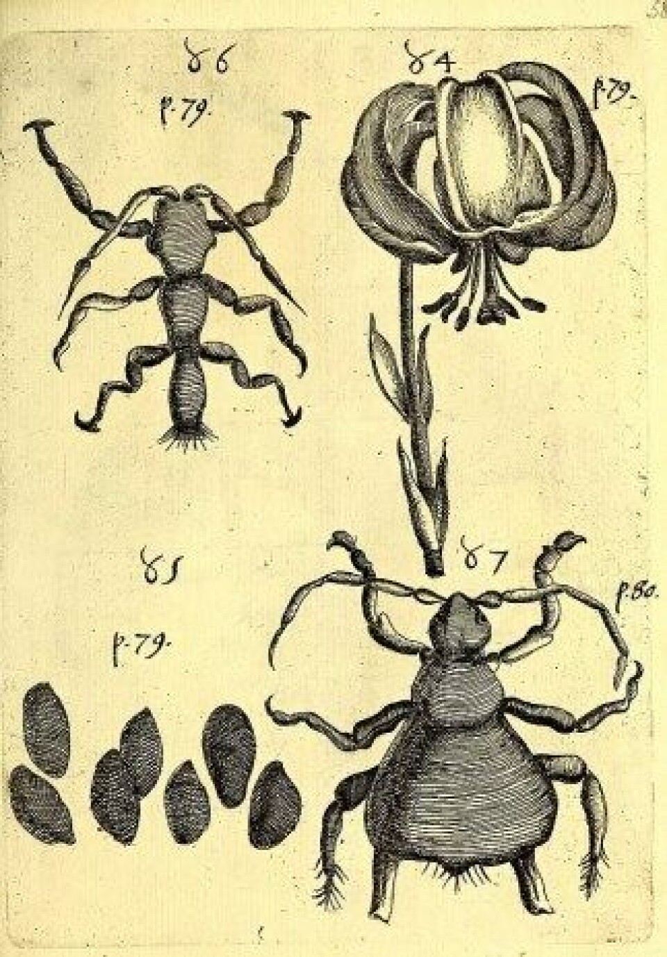 Obseruationes circa viuentia, 1691. (Kilde: Wikimedia Commons) Obseruationes circa viuentia, 1691. (Kilde: Wikimedia Commons)