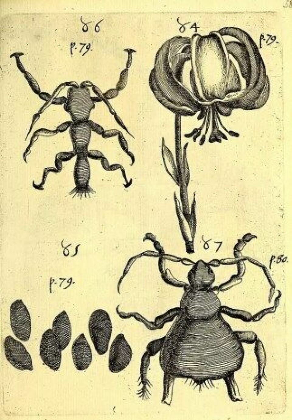 Obseruationes circa viuentia, 1691. (Kilde: Wikimedia Commons)