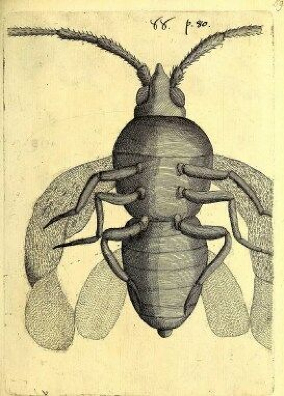 Obseruationes circa viuentia, 1691 (Kilde: Wikimedia commons) Obseruationes circa viuentia, 1691 (Kilde: Wikimedia commons)