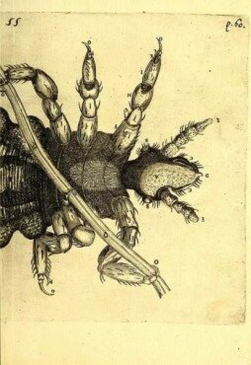Obseruationes circa viuentia, 1691 (Kilde: Wikimedia commons) Obseruationes circa viuentia, 1691 (Kilde: Wikimedia commons)