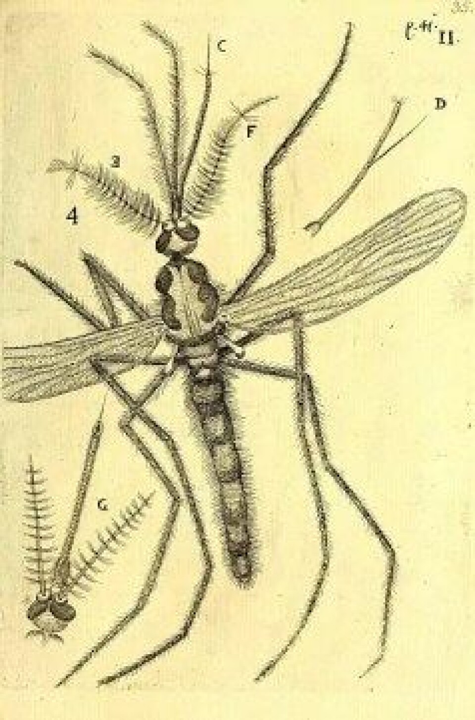 Obseruationes circa viuentia, 1691 (Kilde: Wikimedia commons) Obseruationes circa viuentia, 1691 (Kilde: Wikimedia commons)