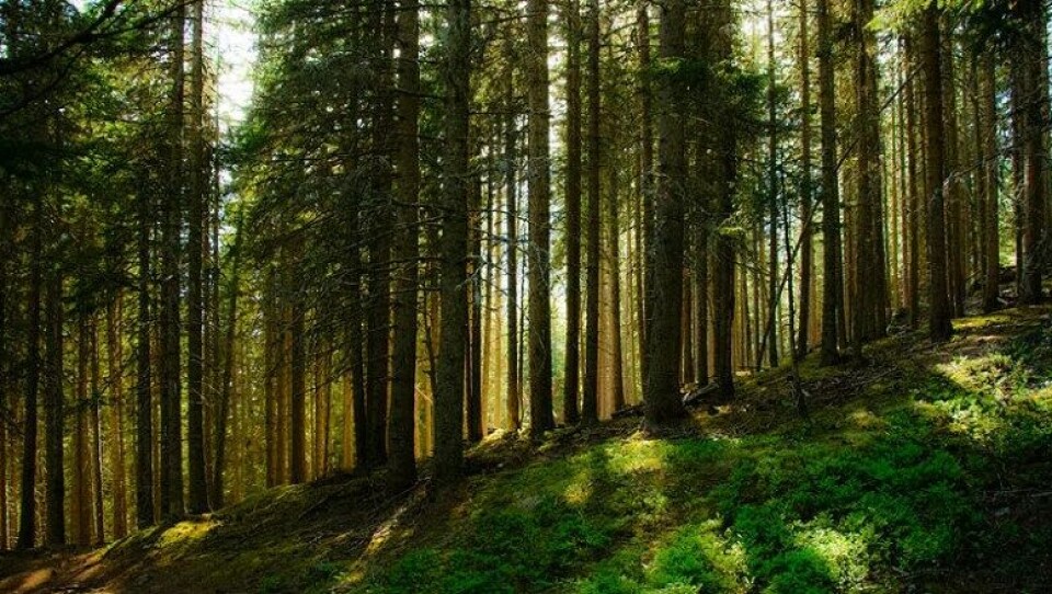 I likhet med den forrige generasjonen av norske økofilosofer holder Vetlesen fram naturopplevelse gjennom friluftsliv som viktig for å fremme en kultur basert på samhørighet med og respekt for naturen, skriver Petter Næss. (Kilde: kuhnmi/Wikimedia Commons. Lisens: cc-by-2.0) I likhet med den forrige generasjonen av norske økofilosofer holder Vetlesen fram naturopplevelse gjennom friluftsliv som viktig for å fremme en kultur basert på samhørighet med og respekt for naturen, skriver Petter Næss. (Kilde: kuhnmi/Wikimedia Commons. Lisens: cc-by-2.0)
