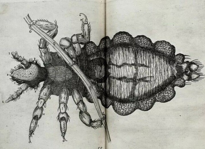 Obseruationes circa viuentia, 1691 (Kilde: Wikimedia commons)