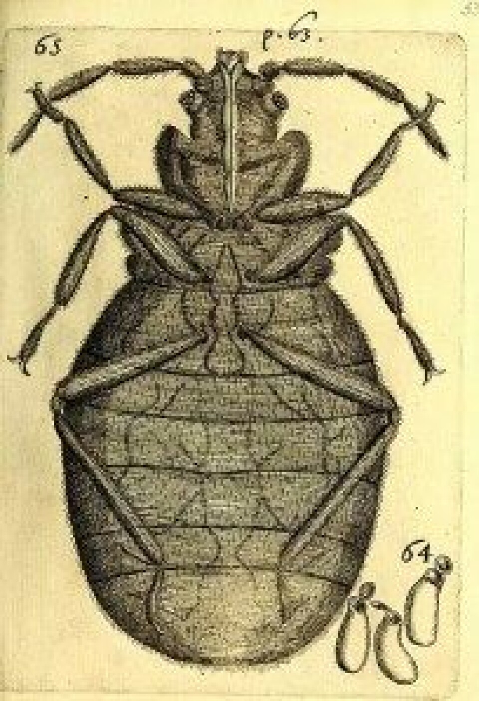 Obseruationes circa viuentia, 1691 (Kilde: Wikimedia commons) Obseruationes circa viuentia, 1691 (Kilde: Wikimedia commons)