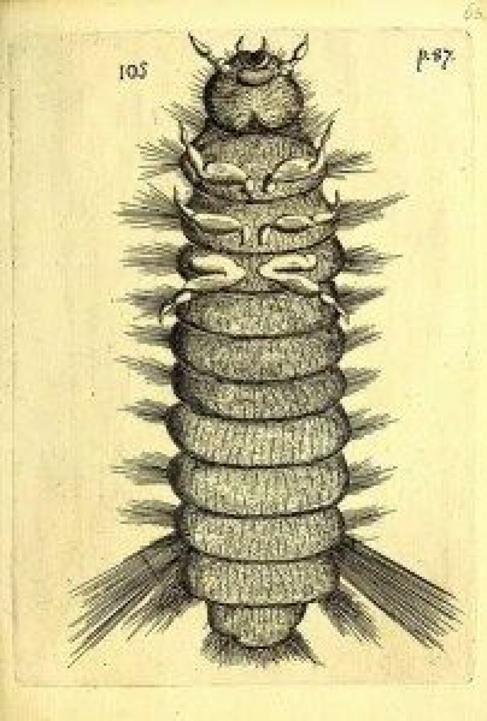 Obseruationes circa viuentia, 1691 (Kilde: Wikimedia commons) Obseruationes circa viuentia, 1691 (Kilde: Wikimedia commons)