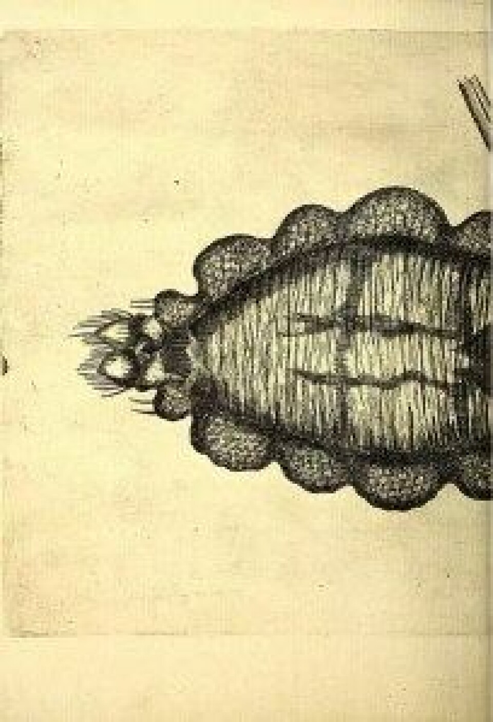Obseruationes circa viuentia, 1691 (Kilde: Wikimedia commons) Obseruationes circa viuentia, 1691 (Kilde: Wikimedia commons)