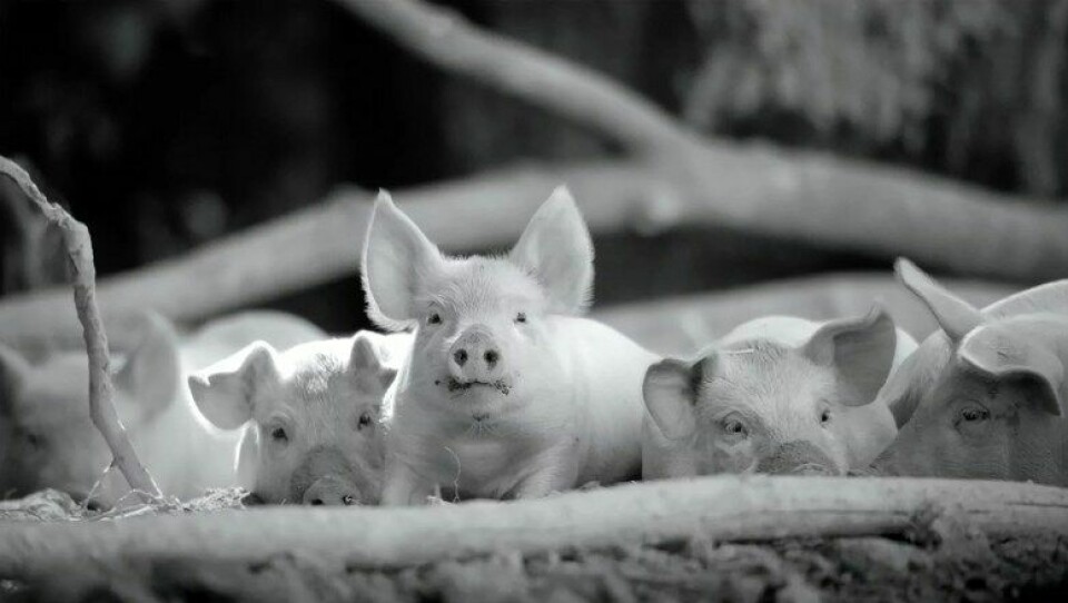 «Gunda» skildrer grisenes liv på gården. (Foto: Sant & Usant/V. Kossakovsky/Egil H. Larsen/Arthaus.)