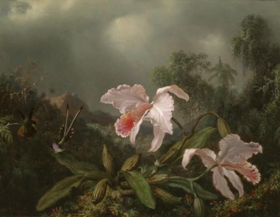 «Jungle Orchids and Hummingbirds» av Martin Johnson Heade. (Kilde: Wikimedia commons) «Jungle Orchids and Hummingbirds» av Martin Johnson Heade. (Kilde: Wikimedia commons)