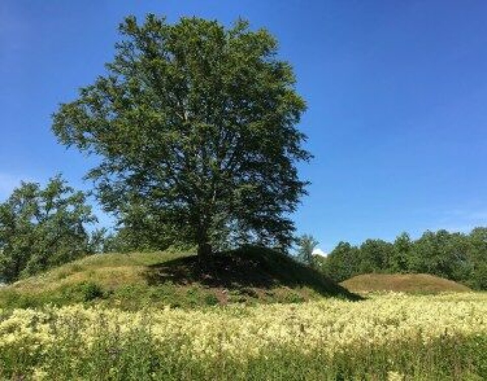 Et kastanjetre vokser på en av gravhaugene i Borreparken i Vestfold. (Foto: Solveig N. Selseth) Et kastanjetre vokser på en av gravhaugene i Borreparken i Vestfold. (Foto: Solveig N. Selseth)
