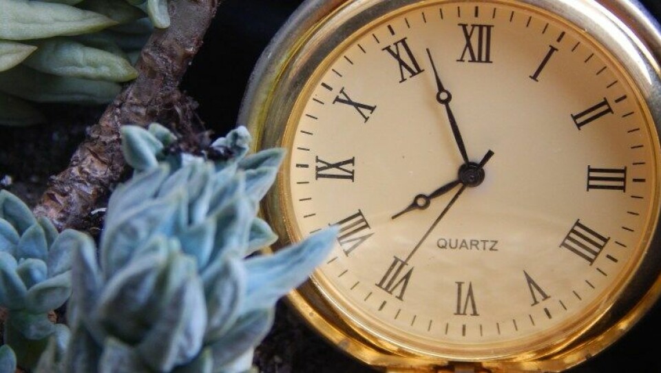 Når vi moderne mennesker tenker på tid, tenker vi nærmest automatisk på klokken. Men vi vet også at tidsbegrepet ikke lar seg redusere til klokketiden. Framfor alt har enhver levende ting sin egen livstid, med sin egen rytme fra begynnelse til slutt, skriver artikkelforfatter. (Foto: Edvaldo LL Souza/Wikimedia Commons. Lisens: CC BY-SA 4.0.)