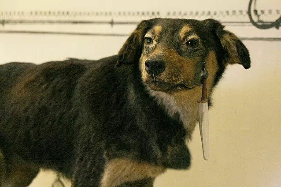 En av Pavlovs hunder, med spyttsamler. (Kilde: Wikimedia Commons)