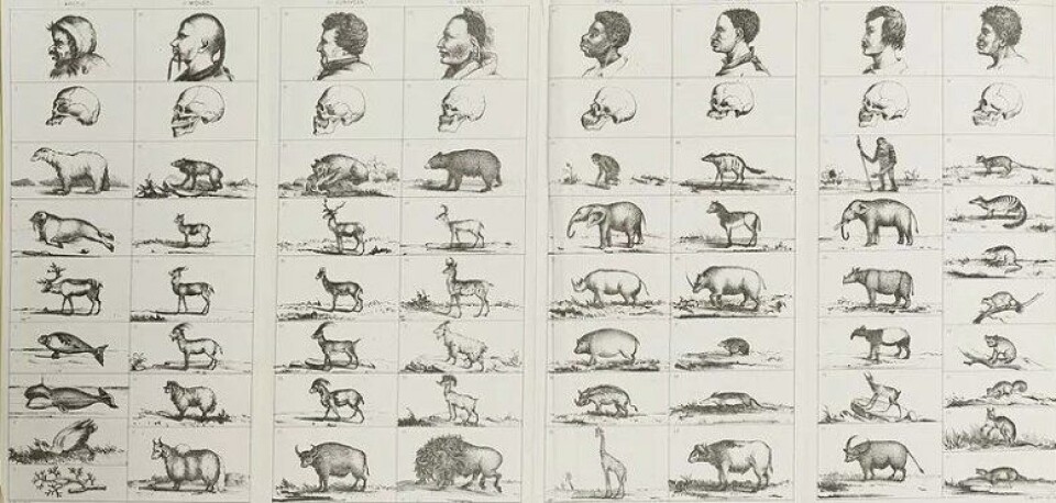 «Types of mankind – or ethnological researches, based upon the ancient monuments, paintings, sculptures, and crania of races and upon their natural, geographical, philological, and biblical history» (Kilde: Wikimedia commons) «Types of mankind – or ethnological researches, based upon the ancient monuments, paintings, sculptures, and crania of races and upon their natural, geographical, philological, and biblical history» (Kilde: Wikimedia commons)