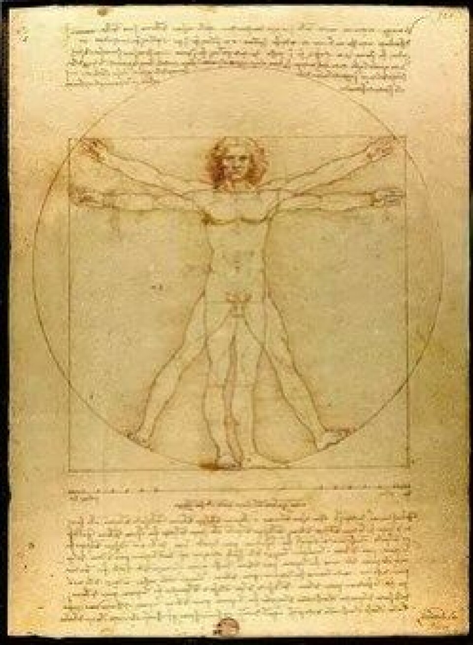Michelangelos «Vitruve Luc Viatour». (Kilde: Wikimedia Commons CC0 1.0)