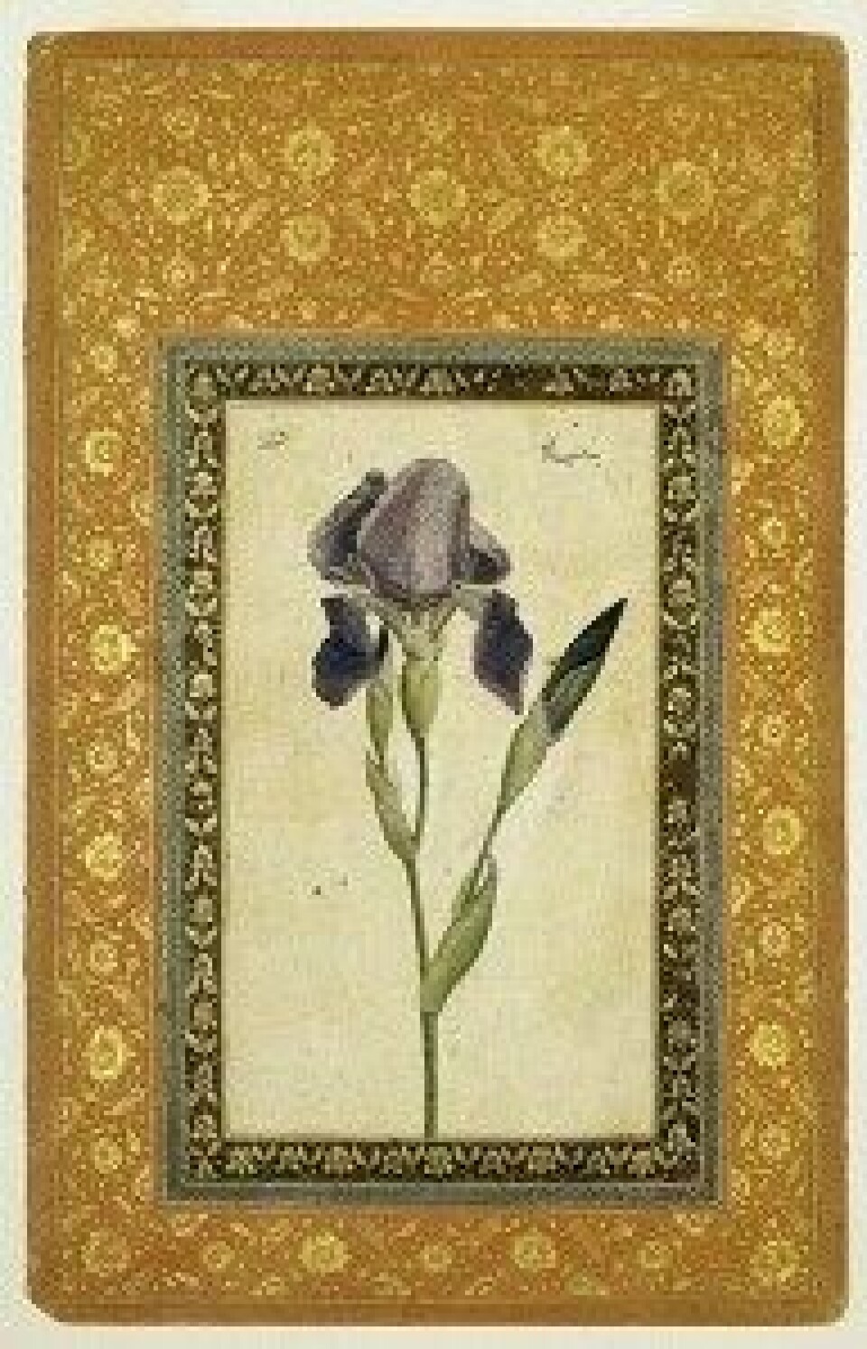 Blå iris tilskrevet Muhammad Zaman (Kilde: Wikimedia commons)