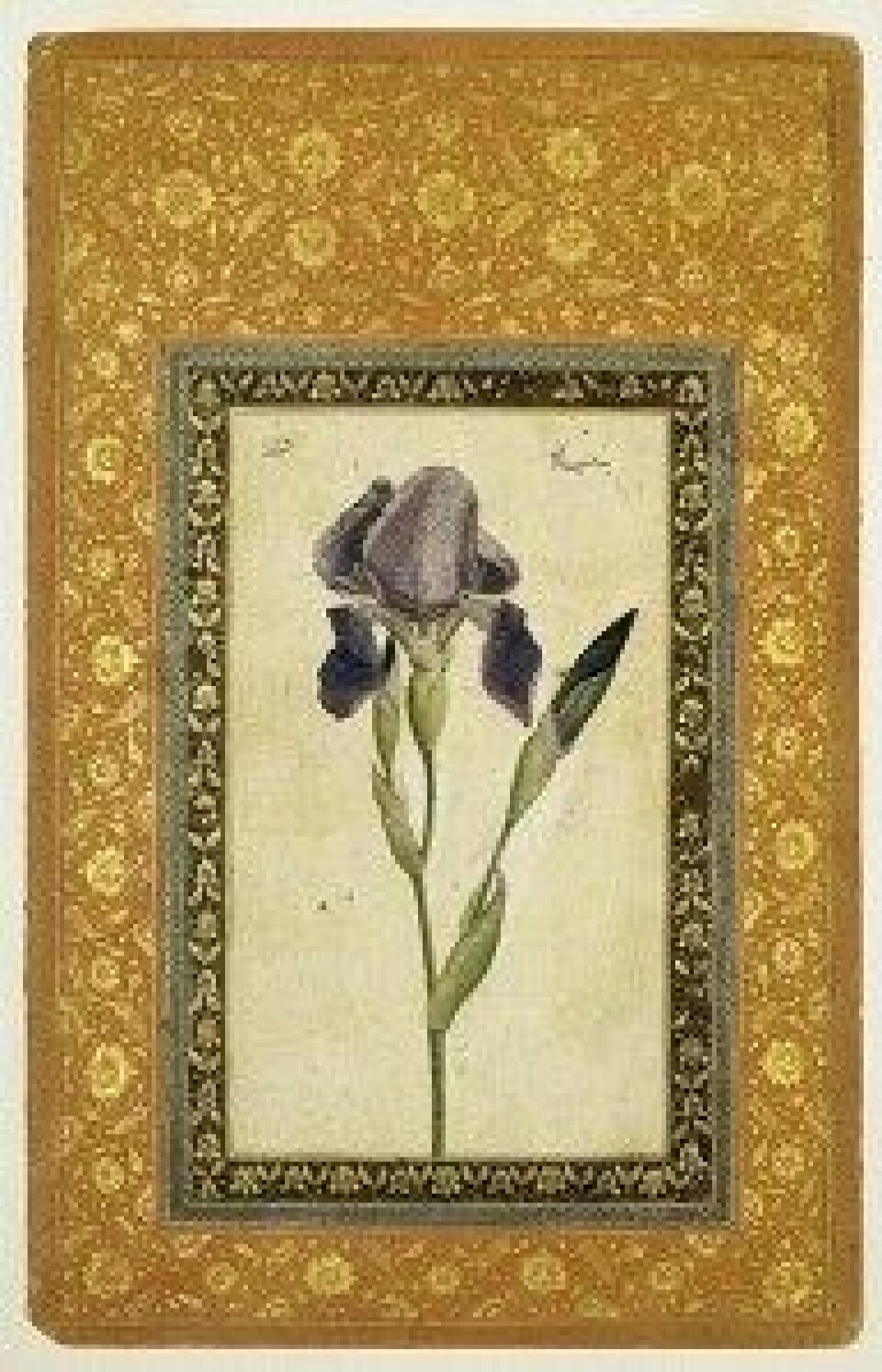 Blå iris tilskrevet Muhammad Zaman (Kilde: Wikimedia commons) Blå iris tilskrevet Muhammad Zaman (Kilde: Wikimedia commons)