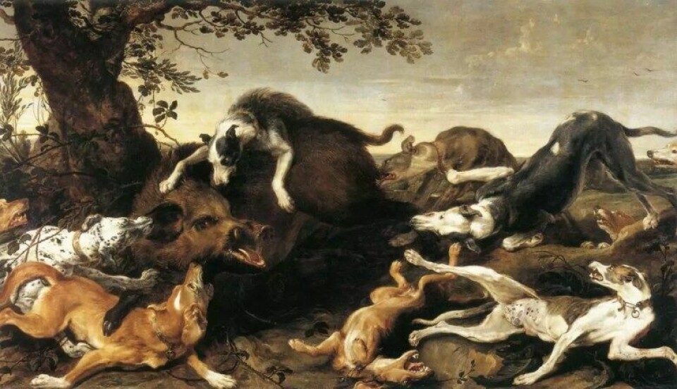 «Boarhunt», Frans Snyder 1579-1657 (Kilde: Wikimedia commons CC0)