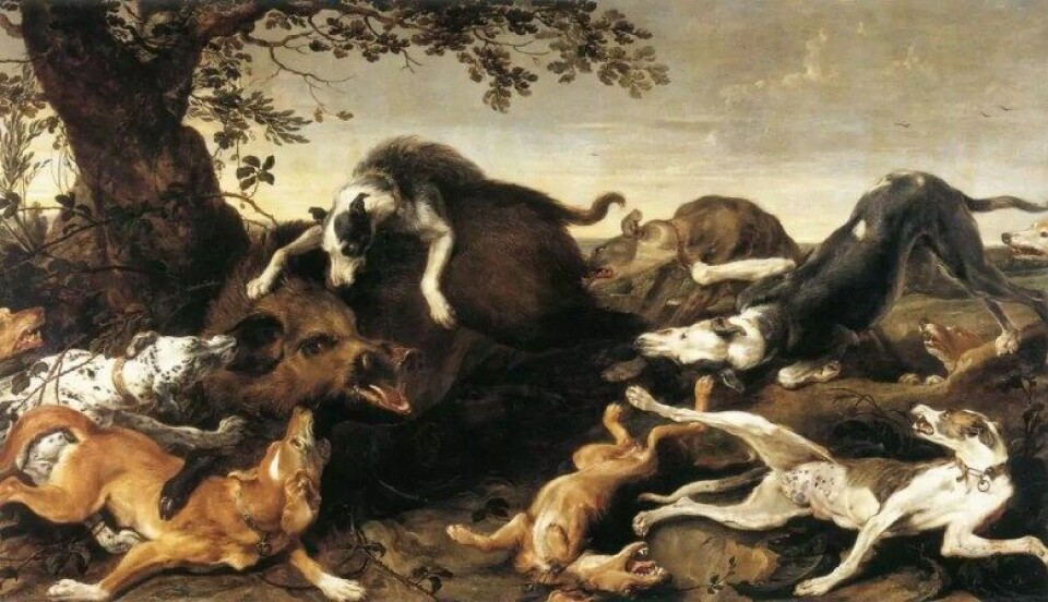 «Boarhunt», Frans Snyder 1579-1657 (Kilde: Wikimedia commons CC0) «Boarhunt», Frans Snyder 1579-1657 (Kilde: Wikimedia commons CC0)