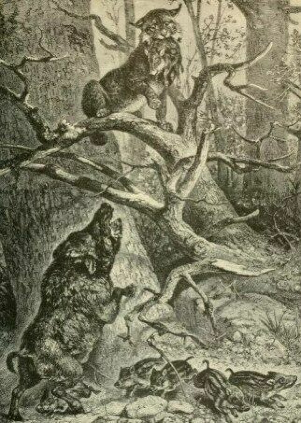 Villsvinet figurerte i flere informasjonsbøker om dyr på 1800-tallet. (Kilde: Wikimedia commons CC0)