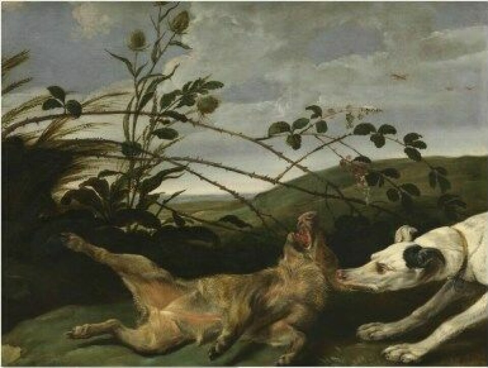 «Greyhound Catching a Young Wild Boar», Frans Snyder 1579-1657. (Kilde: Wikimedia commons CC0.)