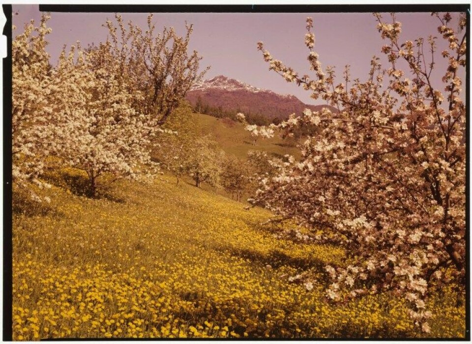 «Hauge var fødd i 1908 og budde heile livet i Ulvik i indre Hardanger. Han vart utdanna gartnar, og arbeidde heile livet i sin eigen hage.» Illustrasjonsfoto: Ulvik i Hardanger. (Kjelde: Nasjonalbiblioteket) «Hauge var fødd i 1908 og budde heile livet i Ulvik i indre Hardanger. Han vart utdanna gartnar, og arbeidde heile livet i sin eigen hage.» Illustrasjonsfoto: Ulvik i Hardanger. (Kjelde: Nasjonalbiblioteket)