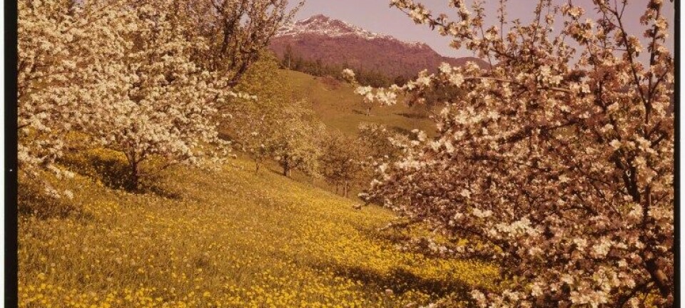 LES OGSÅ: DIKTET SOM STOISK LEIK