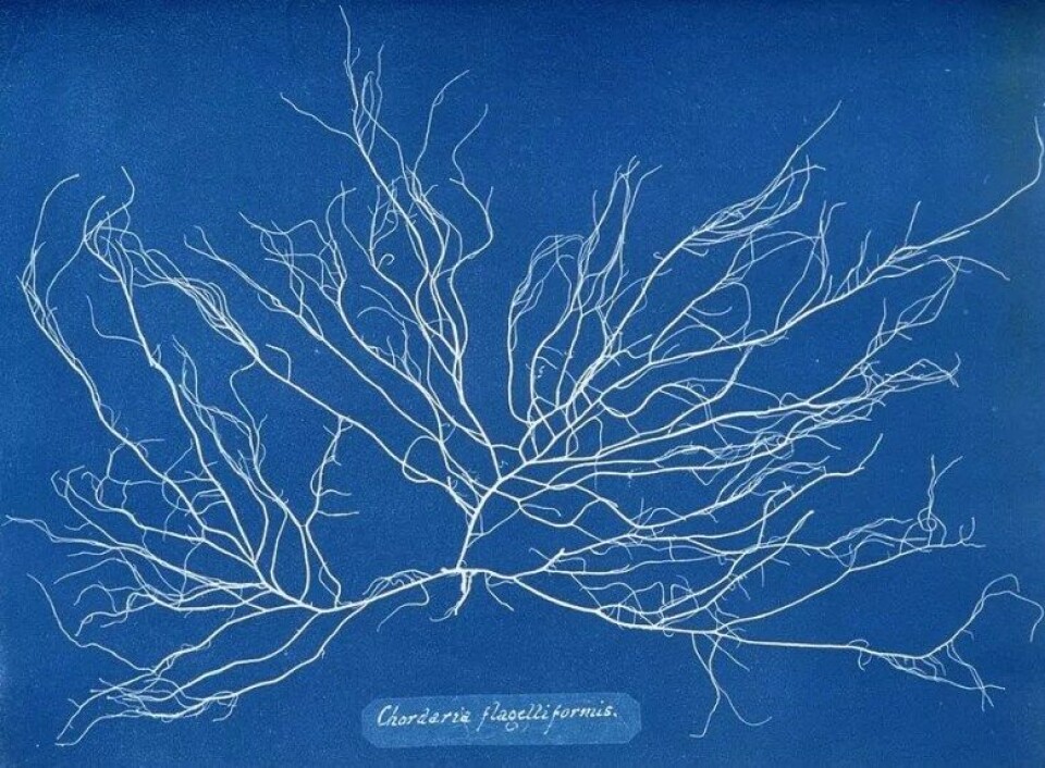 Photographs of British Algae: Cyanotope Impressions (1843-1853) er muligens verdens første fotobok. (Kilde: Wikimedia Commons) Photographs of British Algae: Cyanotope Impressions (1843-1853) er muligens verdens første fotobok. (Kilde: Wikimedia Commons)