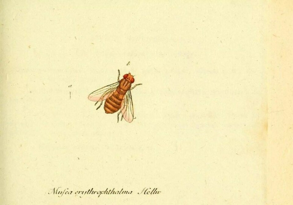 (Kilde: Wikimedia Commons/Flickr) (Kilde: Wikimedia Commons/Flickr)
