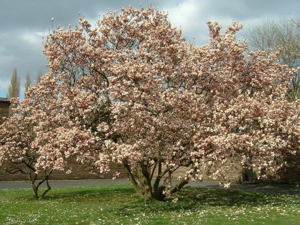 At treet blomstrer er kanskje sant, men at treet er sant gir ingen mening. Bildet viser et magnoliatre i blomst. (Kilde: Wikimedia commons) At treet blomstrer er kanskje sant, men at treet er sant gir ingen mening. Bildet viser et magnoliatre i blomst. (Kilde: Wikimedia commons)
