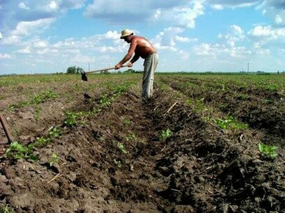 Er jordbruk et svar på kollaps? (Kilde: Wikimedia commons/Montecruz Foto).