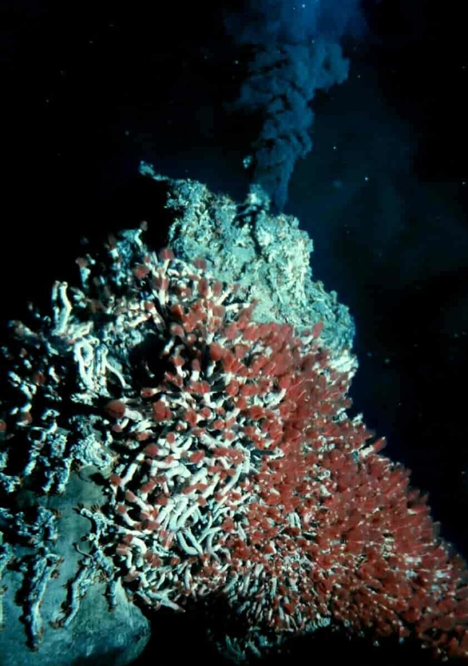Skjeggbærere med røde gjeller og hundrevis av trollhummere er del av økosystemet som finnes rundt en svart skorstein