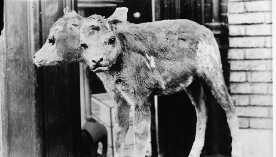 Hva er naturlig? Fotografi av kalv med to hoder, 1920