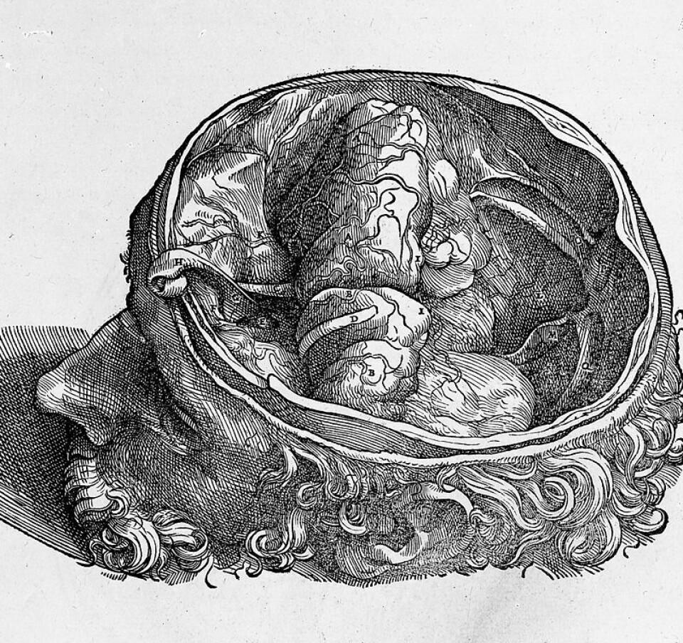 Tegning av hjernen, av Andreas Vesalius