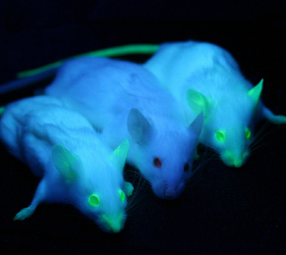 To transgene mus med grønt, fluoriserende protein og en «vanlig» mus. Fargen syns spesielt godt ved øynene, snuten og halen.