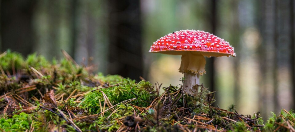 LES OGSÅ: DEN GIFTIGE IDEOLOGIEN BAK LANGTIDSTENKING