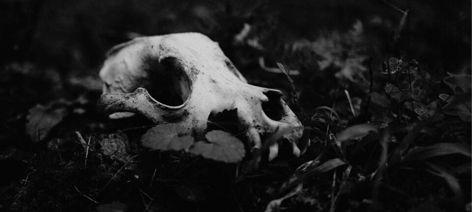 LES OGSÅ: NEKROFAUNA: OM ARTERNES GENOPSTANDELSE