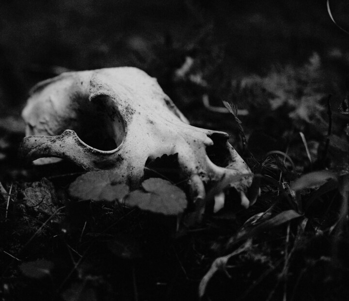 Sammenhængen mellem udryddelsen af dyrearter, kolonialistiske tankemønstre og måden at bedrive videnskab på er én af de hjemsøgelsesstrukturer, der ifølge botaniker og professor i kvinde-, køns- og seksualitetsstudier Banu Subramaniam stadig præger forskningen i dag.