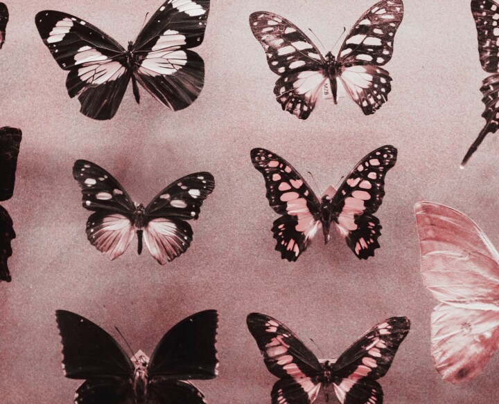 Hva er vitenskapshistorie, og hva er fagets fremtid?