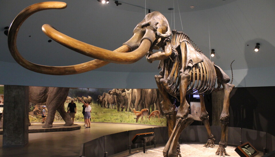 Den colombianske mammuten (Mammuthus columbi) er en utdødd mammutart som levde i Nord-Amerika fra det sørlige Canada til Costa Rica under pleistocen-epoken.